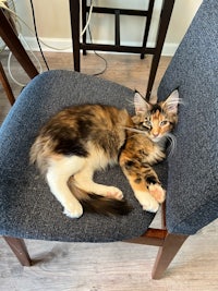 a cat laying on top of a blue chair